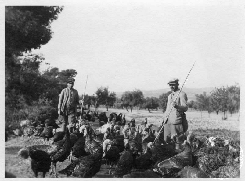 Μέγαρα [δρόμος προς Κόρινθο]  1937